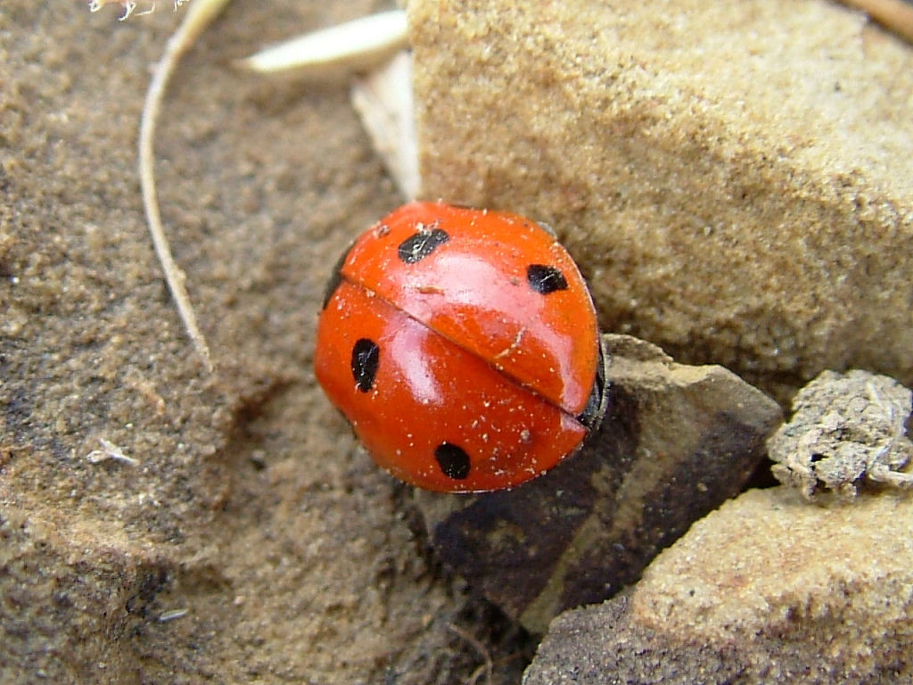 Coccinelle
